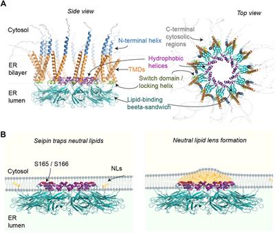 Seipin—still a mysterious protein?